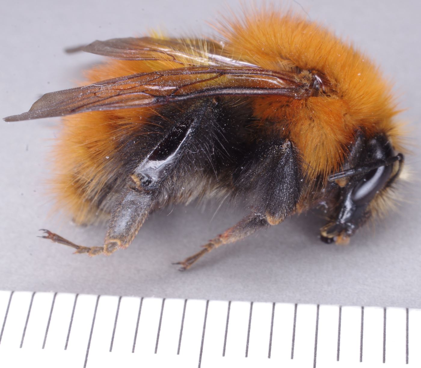 Apidae: Bombus aff. pascuorum